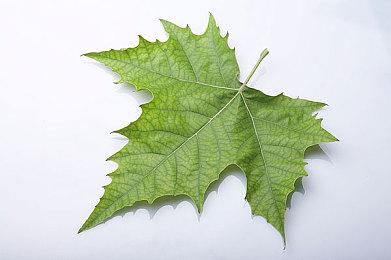 《马里奥与路易吉RPG：兄弟》新情报 场景战斗系统等